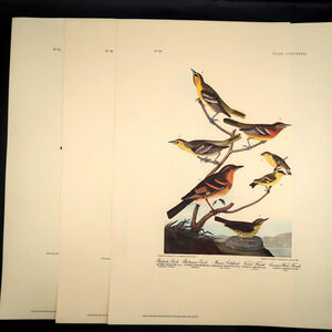 JJ Audubon Song Bird Print 12 x 16 Set of 3 Milwaukee Public Library Vintage